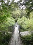 12.52- Un pont suspendu dans la 'rain forest'